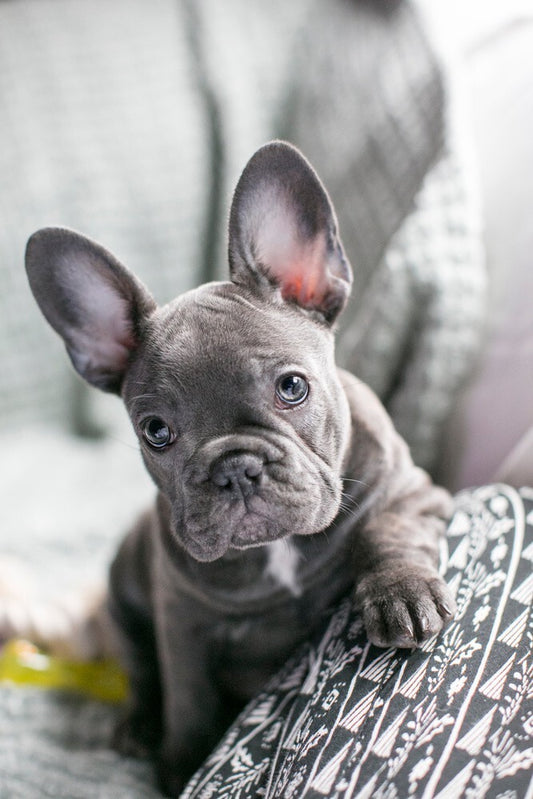 Blue French Bulldogs
