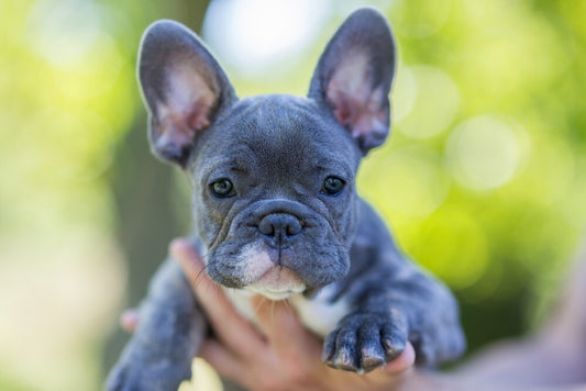 French Bulldogs