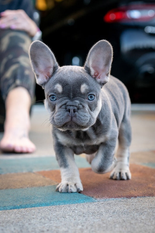 French Bulldog Colors: From Brindle to Lilac