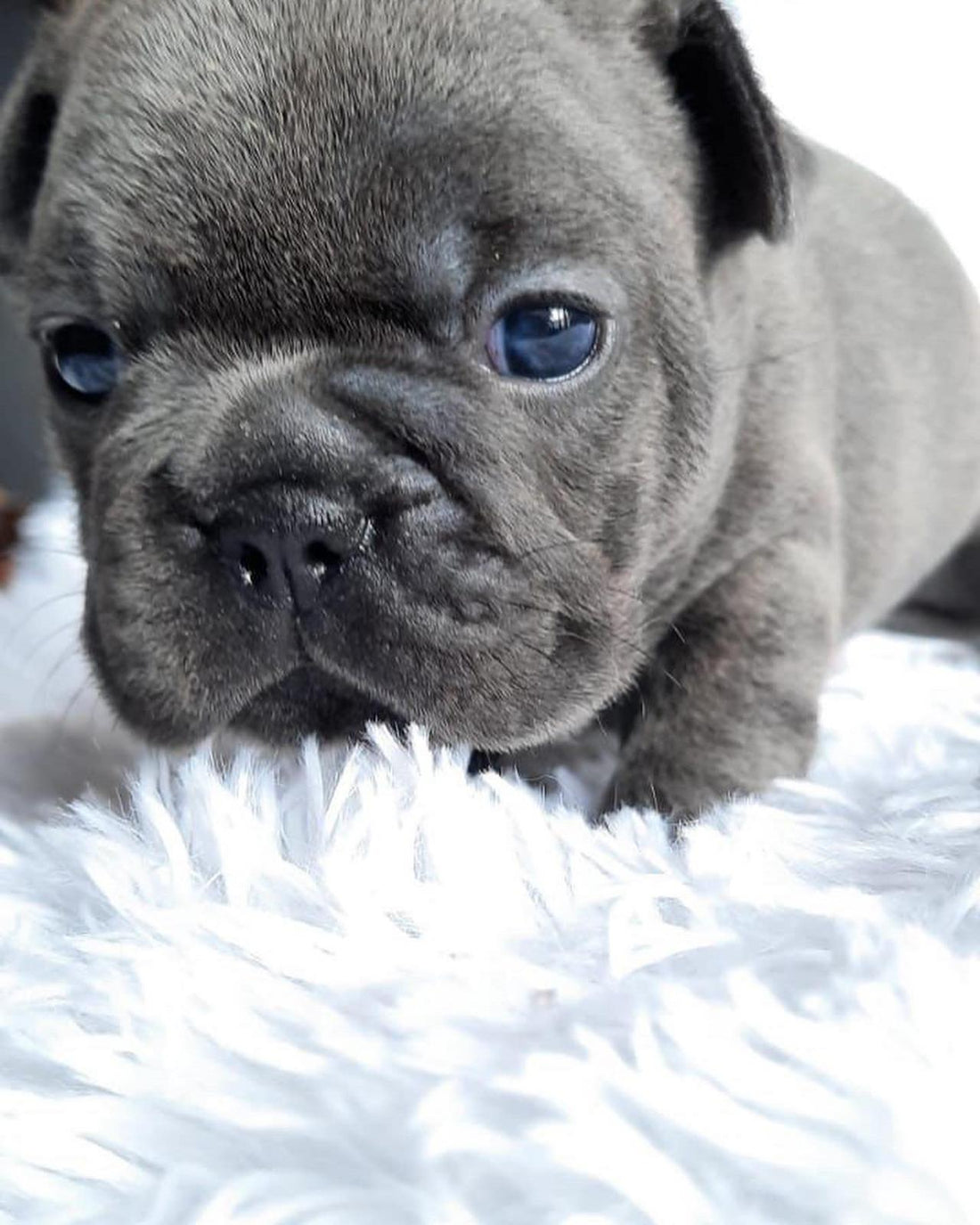 A Beginner's Guide to French Bulldog Training