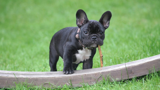 Understanding French Bulldog Breeding